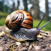 蜗牛健康采用的是何种类型的电源?